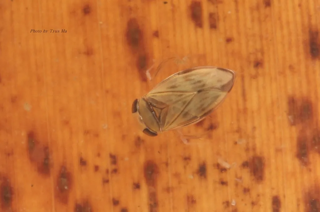 Micronecta grisea - photo 2