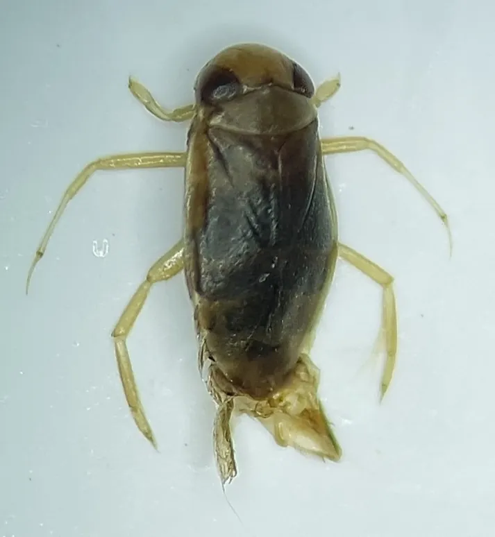 Micronecta griseola - photo 2