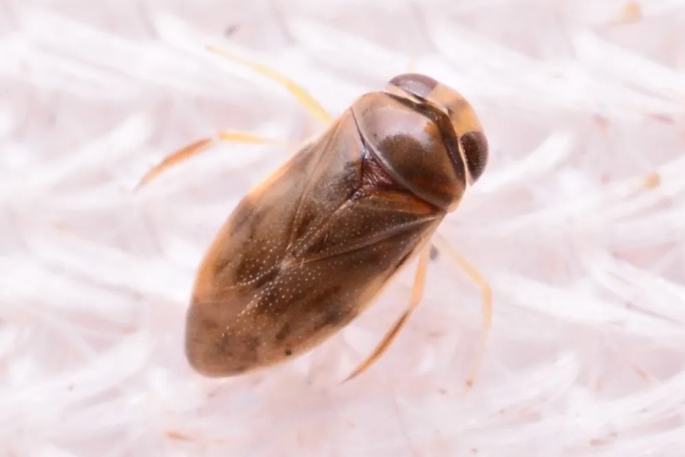 Micronecta guttata - photo 2