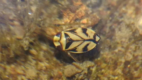 Micronecta hungerfordi
