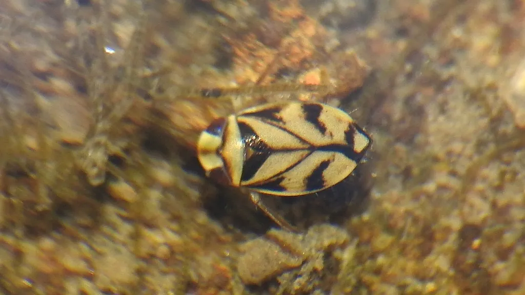 Micronecta hungerfordi - photo 2