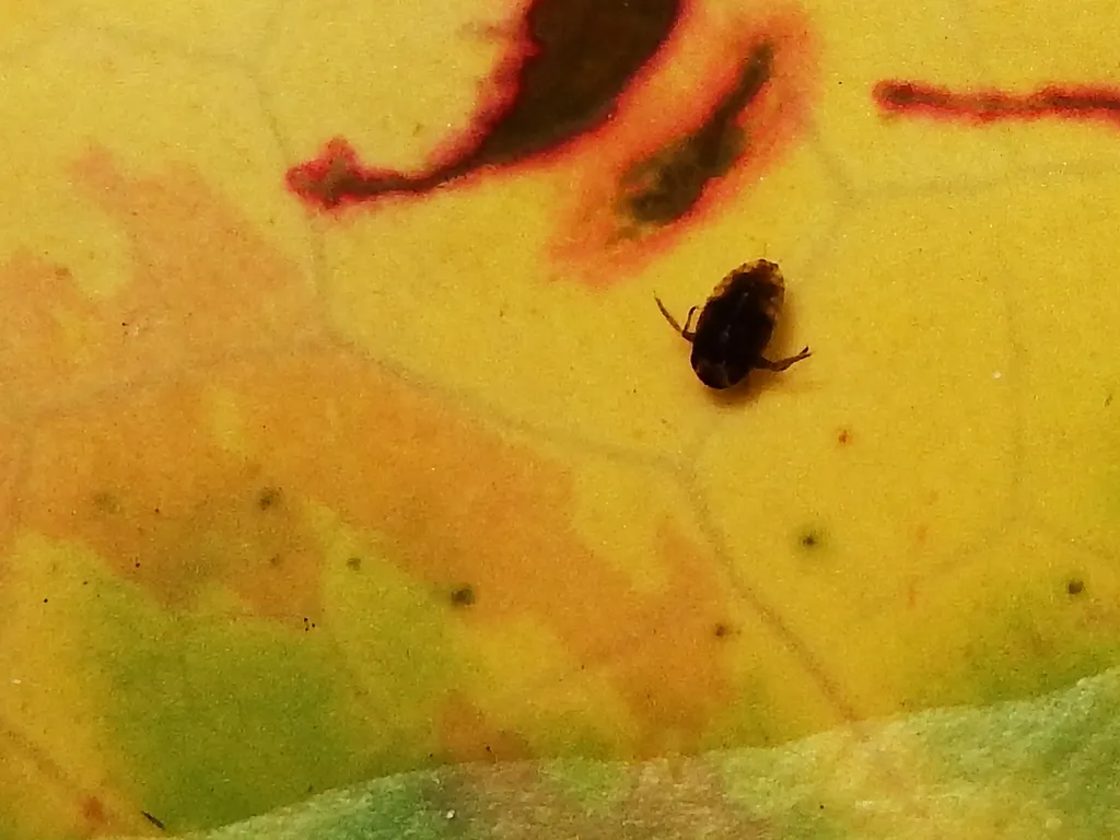 Micronecta matsumurai