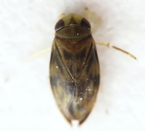 Micronecta minutissima