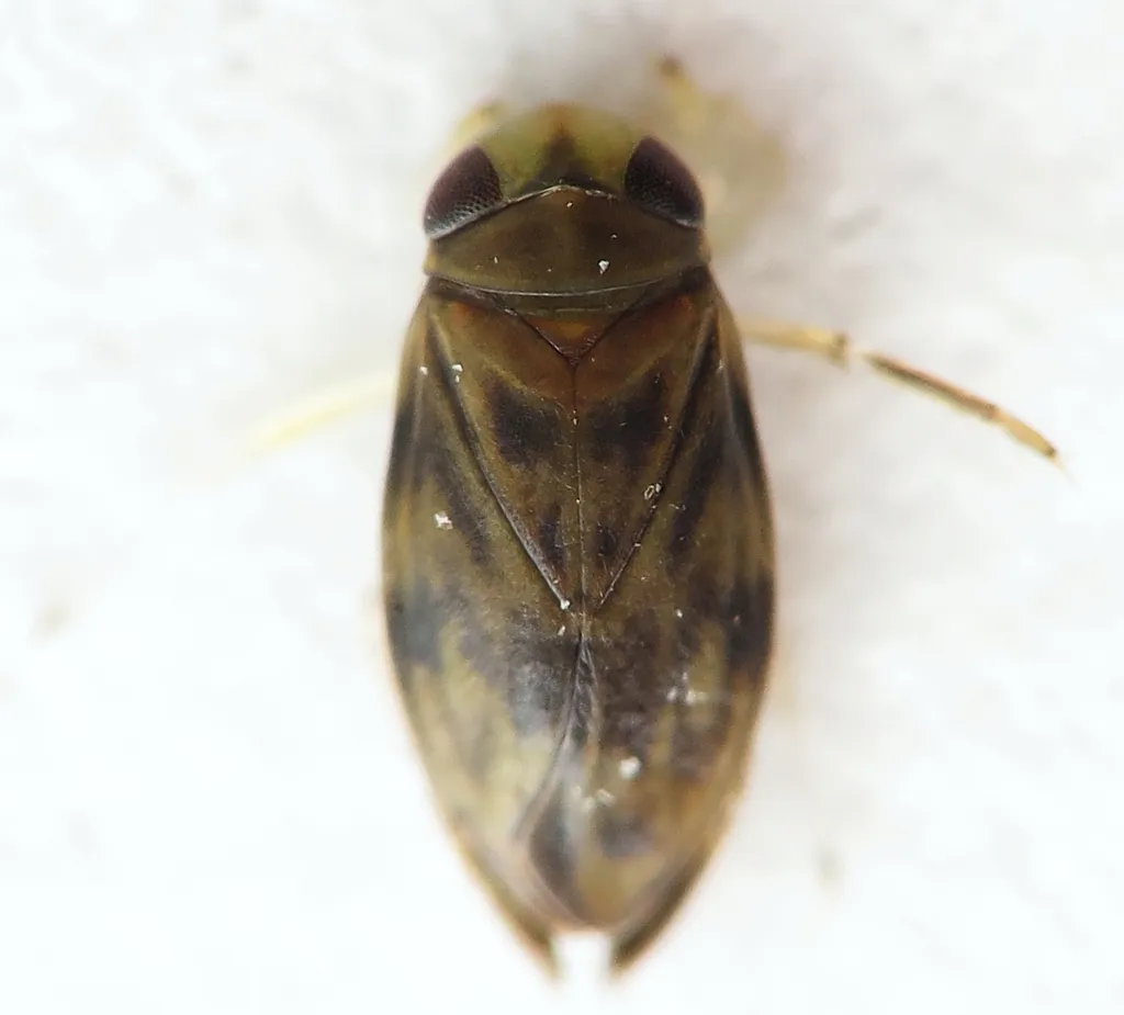 Micronecta minutissima - photo 2