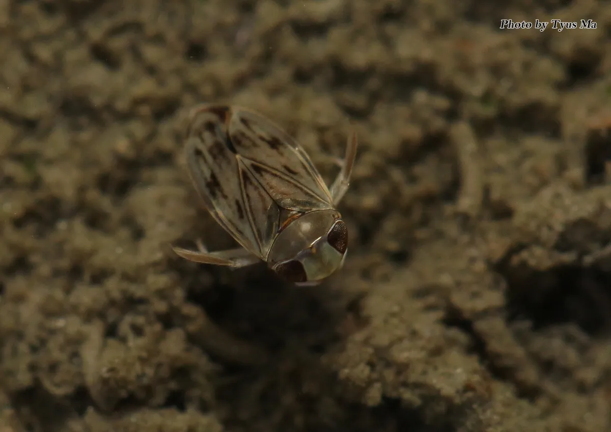 Micronecta orientalis - photo 3