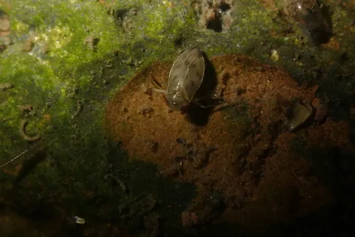 Micronecta praetermissa