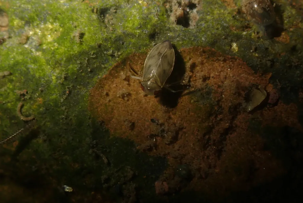 Micronecta praetermissa - photo 2