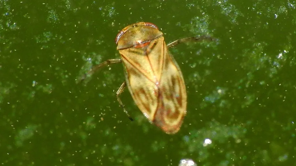 Micronecta quadristrigata - photo 2
