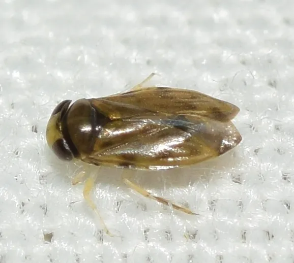 Micronecta scholtzi - photo 2