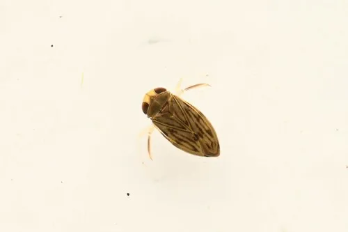 Micronecta sedula