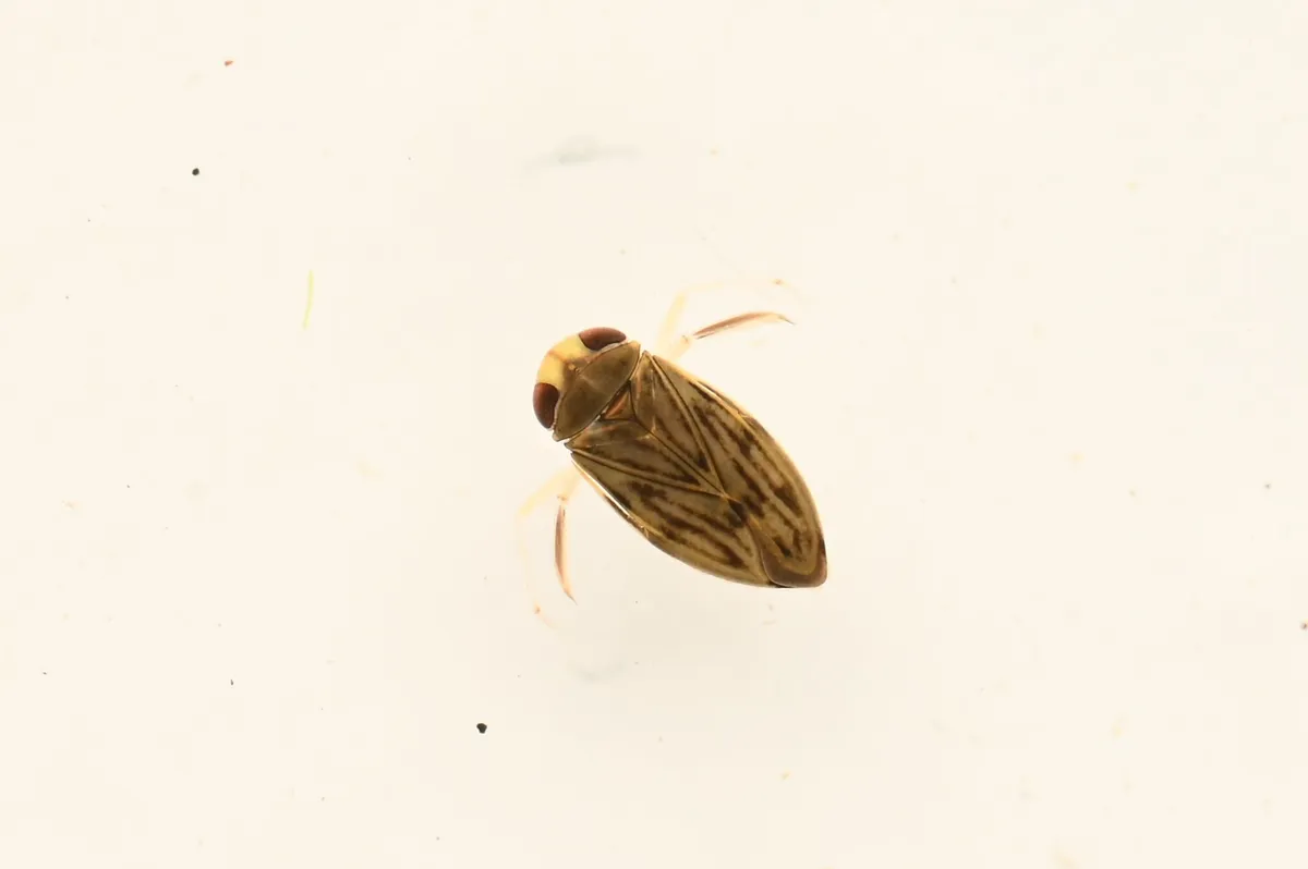 Micronecta sedula - photo 3