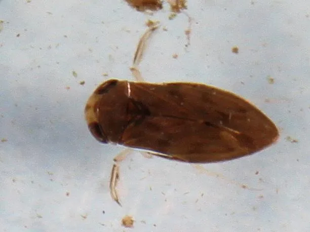Pygmy Water Boatmen - photo 2