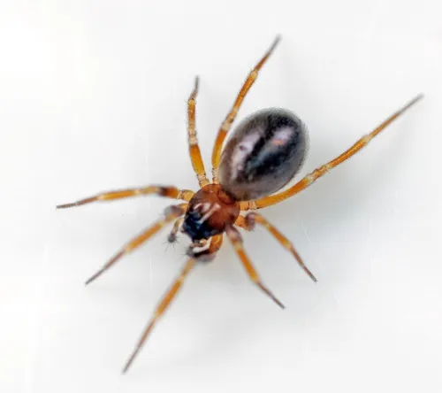 Microneta viaria