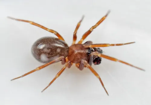 Microneta viaria - photo 2