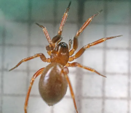 Microneta viaria - photo 3