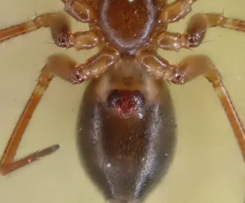 Microneta viaria - photo 4