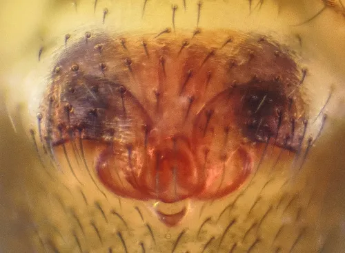 Microneta viaria - photo 6
