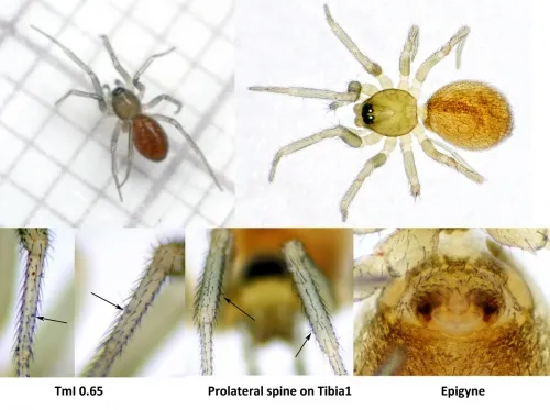 Microneta viaria - photo 8