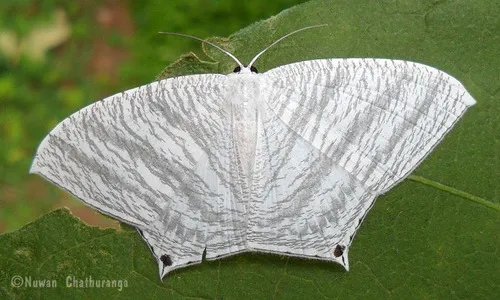 Grey Swallowtail Moth