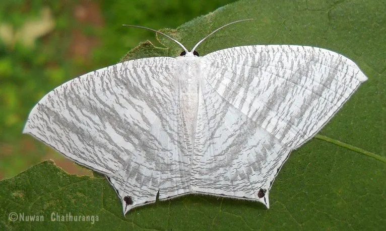 Grey Swallowtail Moth - photo 3