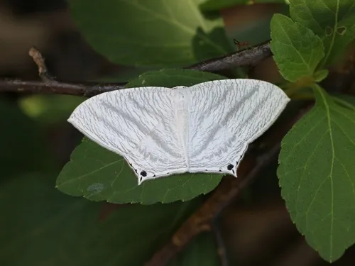 Grey Swallowtail Moth - photo 5