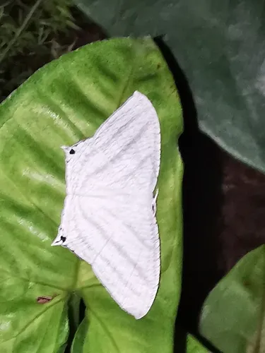 Grey Swallowtail Moth - photo 6