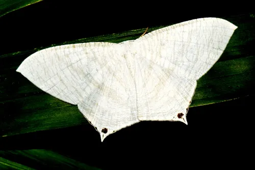 Grey Swallowtail Moth - photo 8
