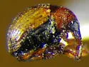 Microon canadense - photo 2