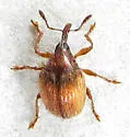 Microon canadense - photo 3