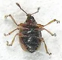 Microon canadense - photo 4