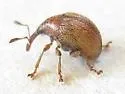 Microon canadense - photo 5