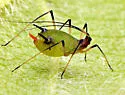 Microparsus olivei - Microparsus olivei