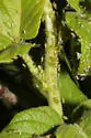 Microparsus olivei - photo 2