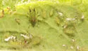 Microparsus olivei - photo 3