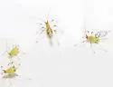 Microparsus olivei - photo 4