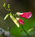 Microparsus tephrosiae