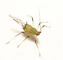 Desmodium Aphid