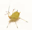 Desmodium Aphid - photo 2