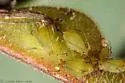 Desmodium Aphid - photo 3