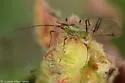 Desmodium Aphid - photo 4