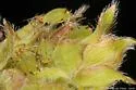 Desmodium Aphid - photo 5