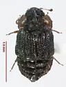Micropeplus cribratus