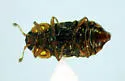 Micropeplus laticollis - photo 2