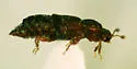 Micropeplus laticollis - photo 3