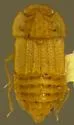 Micropeplus neotomae
