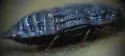 Micropeplus punctatus