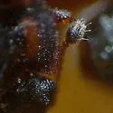 Micropeplus punctatus - photo 2