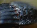 Micropeplus punctatus - photo 3
