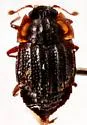 Micropeplus punctatus - photo 4