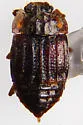 Micropeplus punctatus - photo 5